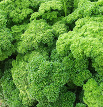 Triple Moss Cur Parsley Planting Curly Leaf Herb USA Fast Shipping - $14.95