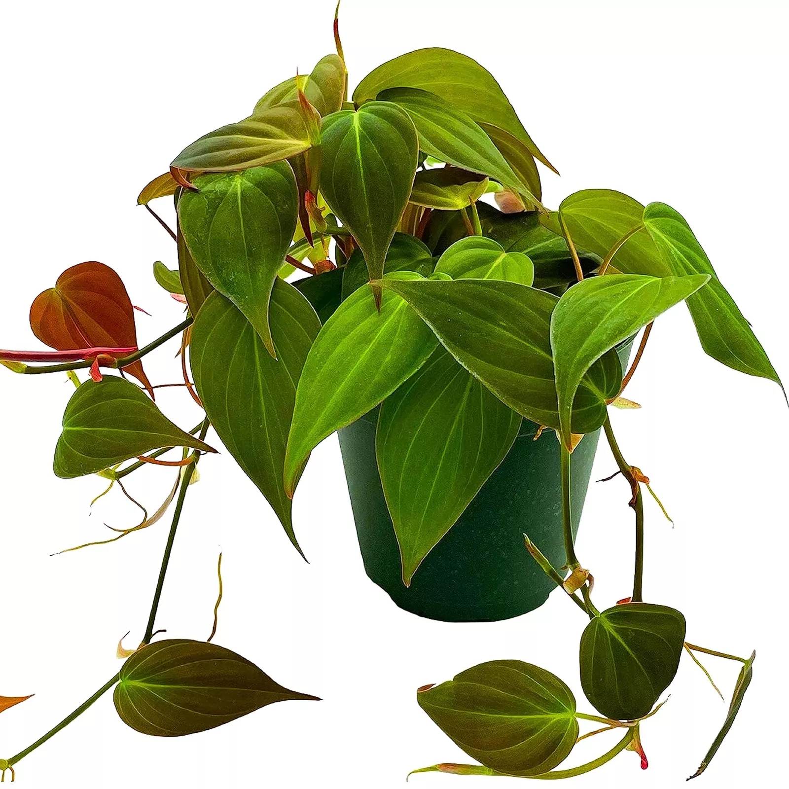 Philodendron Micans Hederaceum 4 in Heart-Leaf Philo Sweetheart Plant - £35.13 GBP