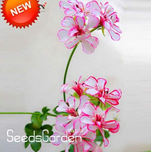 USA SELLER Kasuki New Fresh A Package 20 Pieces White &amp; Red Edge Geranium Perenn - $15.28