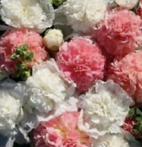30 Pc Seeds Bride&#39;s Bouquet Mix Alcea Rosea Flower, Double Hollyhock Seeds | RK - £13.18 GBP