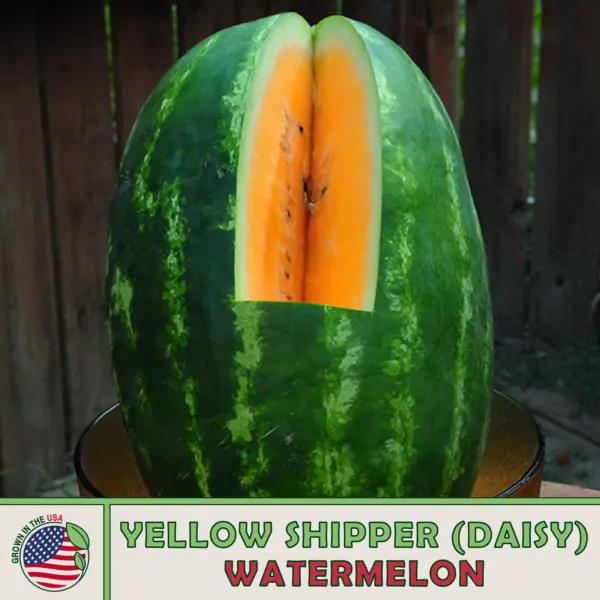 10 Yellow Shipper (Daisy) Watermelon Seeds Heirloom Non Gmo Genuine Usa Garden F - £9.36 GBP