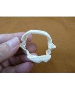 SJ140-10) Rare 2" wide Gulper SHARK jaw sharks Centrophorus granulosus s... - $386.06 MXN SJ140-10) Rare 2" wide Gulper SHARK jaw sharks Centrophorus granulosus s... - $386.06 MXN