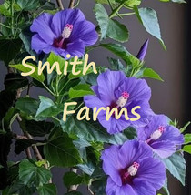 25 Seeds Bluebird Hibiscus Flowers Beautiful Purple Blue Blooms Fresh Seeds - £8.46 GBP