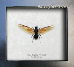 Atta Texana Queen Real Giant Texas Leafcutter Ant Entomology Collectible... - £46.42 GBP