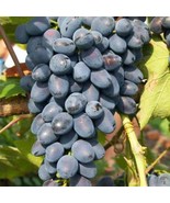 Cabernet Sauvignon Grape Hardy Plant, 100 SEEDS D - $16.35