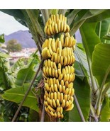 Live Musa Banana &quot;STARTER&quot; Plant DWARF CAVENDISH Banana Tree - £31.17 GBP