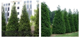 4&quot; pot Green Giant 12-18&quot; Arborvitae Thuja plicata Garden &amp; Outdoor Living  - £29.09 GBP
