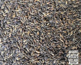 1000 Seeds of Rarest Paddy NAVARA Paddy Seeds - $14.99