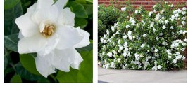 Live Plant Frost Proof Gardenia - Great Fragrance - Evergreen 5 to 7&quot; tall - £20.77 GBP