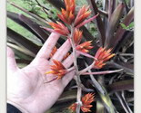 Pup Sale Exotic Plant Bromeliad Aechmea Yellow &amp; Red Flower, ,full-sun l... - £26.47 GBP