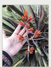 Pup Sale Exotic Plant Bromeliad Aechmea Yellow &amp; Red Flower, ,full-sun lover! - £26.36 GBP
