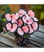 AW 40 Seeds Moonlight Butterfly Begonia Flower Organic Non Gmo Herb Easy... - £15.83 GBP