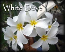Rare Exotic White Dove Hawaiian Lei Tree Plumeria Frangipani tip cutting - £10.44 GBP