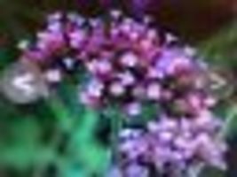 500 Seeds! VERBENA bonariensis PURPLETOP VERVAIN Tender Perennial Purple... - £9.48 GBP