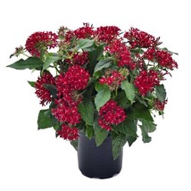 Fresh Seeds Pentas Seed Pentas Graffiti Bright Red Flower Seeds 25 Seeds - $13.06