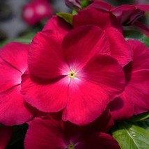 New Seeds Vinca Seeds Mega Bloom Raspberry 25 Seeds Large Blooms USA Seller - £15.57 GBP