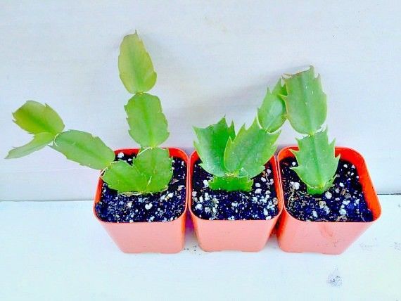 Yellow Houseplant Cuttings - Schlumbergera Christmas Cactus Succulent Indoor