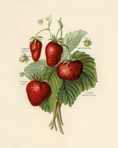 12825.Poster print.Room Wall design.Vintage Strawberry fruit.Kitchen decor - £12.93 GBP+