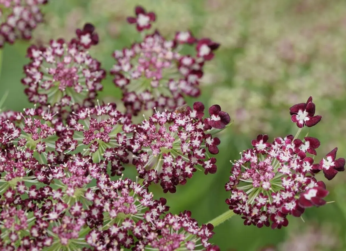 Purple And Pink Queen Anns Lace 100 Seeds - £14.02 GBP