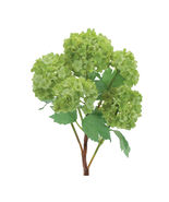 Hydrangea Floral Spray (Set of 2) - 588786 - $1,006.92 MXN