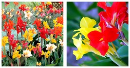 150 Seeds Canna Indica Mixed Seeds Garden Seeds International Ship - £25.95 GBP