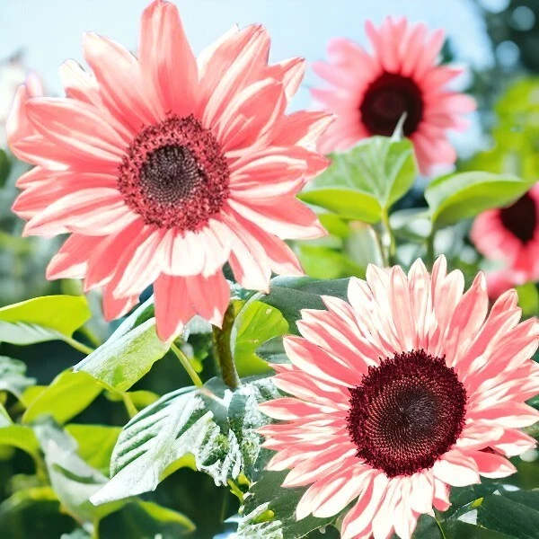 50PCS Iris Tectorum Rose Sunflower Seeds - Non-GMO Heirloom Variety Pink... - $15.03