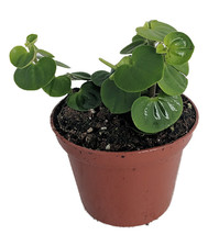 Bitcoin Chinese Money Plant - Peperomia coin - 2.5&quot; Pot - Easy to Grow - £26.37 GBP