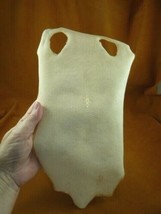(w4-11) Stingray hide skin hide bleached ivory color leather specimen craft - £48.55 GBP