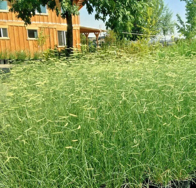Blue Grama Prairie Grass 1000 Seeds  Item image 2