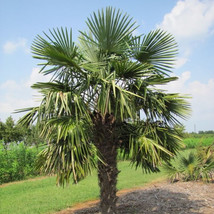 BRN Trachycarpus Excelsus Fortunei Windmill Tree Seeds Fan Shaped Foliag... - $316.09 MXN
