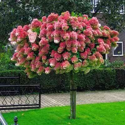 Vanilla Strawberry' Hydrangea Flower - Red Rose Red White Colorful Flowers, 20 S