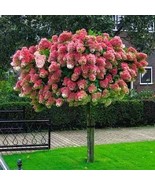 Vanilla Strawberry' Hydrangea Flower - Red Rose Red White Colorful Flowers, 20 S - $14.35