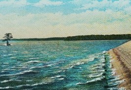1920s Lone Cypress Tree Sea Wall Jamestown Island Virginia Vintage Postcard - £14.04 GBP