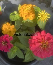 California Giant Zinnia Mix Flower Blooms Garden Butterfly Bulk Seeds - $168.00 MXN