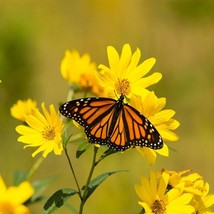 New Fresh Seeds Silphium Seeds Compass Plant Flower Seed 200 Seeds - £15.91 GBP