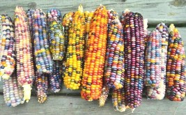 50 Seeds Ornamental Rainbow Indian Corn Quick Sprout Heirloom Seeds Garden Trans - £6.38 GBP