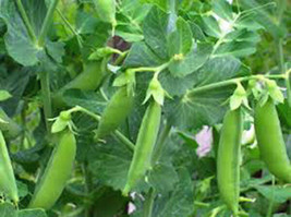Grow In US Peas Sugar Daddy Snap Heirloom 500 Seeds Great For Salads / S... - £14.75 GBP