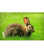 New Rabbit Design Checkbook Cover - $188.59 MXN