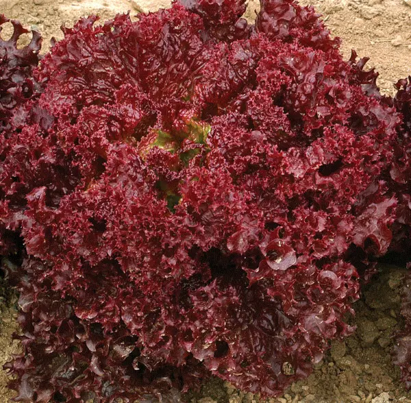 Lettuce Italian Red Lollo Rossa 300+ Organic Non Gmo Heirloom Seeds Garden - £5.09 GBP