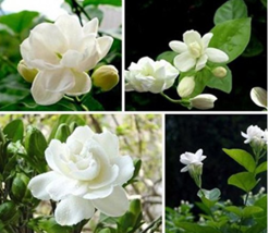 NEW BELLFARM 20PCS/bag jasmine seeds indoor plants perennial flower seeds FRESH  - $5.40