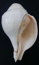 Vamavarti Shankha / Left Handed Blowing Shankh-
show original title

Ori... - $90.53