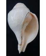 Vamavarti Shankha / Left Handed Blowing Shankh-
show original title

Ori... - $90.53