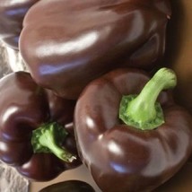 50 Chocolate Beauty Bell Pepper Seeds  Heirloom   - $5.53