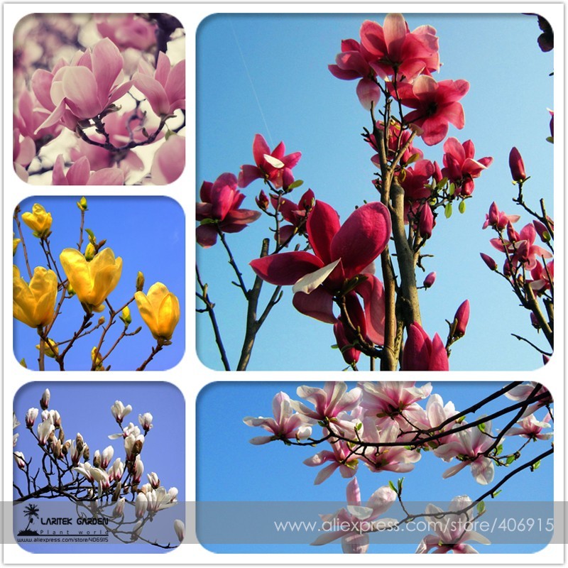 SL Heirloom Chinese Red Yellow Pink White Yulan Magnolia Denudata Fragra... - $0.83