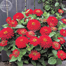 Zinnia Dreamland Red Fully Double Flower Seeds 50 Seeds Dwarf Dahlia Like Flower - £4.64 GBP