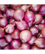 Red Creole Onion Seeds 200+ Spicy Short Day Cajun Vegetable  - £3.20 GBP