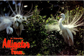 Florida FL St Augustine Alligator Farm Snowy Egrets Postcard - £6.36 GBP