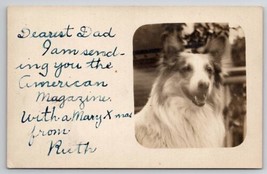 RPPC Darling Border Collie Dog Portrait Real Photo Postcard S27 - £11.95 GBP