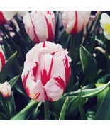 5 or 10 Tulip Carnaval De Rio | Holland Bulbs Flowers bright red  FREE S... - $13.56 CAD+