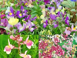 2000 Seeds DWARF SNAPDRAGON Mix Flower Toadflax Wildflower Garden Container Easy - £13.37 GBP